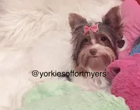 Beautiful small PartiChocolate Male 1, a male Yorkshire Terrier for sale in Labelle, FL – 6 of 9