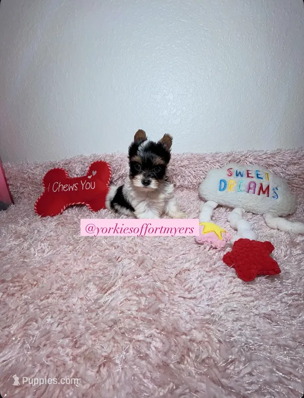 Beautiful Female PartiColor – Yorkshire Terrier puppy for sale in Labelle, FL