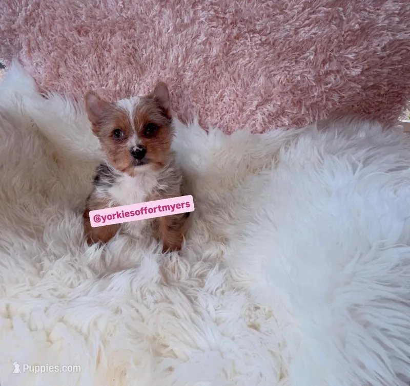 Beautiful Small Female - Merle - CKC 