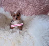 Beautiful Small Female - Merle - CKC , a female Yorkshire Terrier for sale in Labelle, FL – Photo 6 of 10