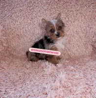 Beautiful Merle - Female - Ready , a female Yorkshire Terrier for sale in Labelle, FL – Photo 1 of 5