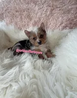 Beautiful Small Traditional Merle Female - CKC - 11weeks - Ready, a female Yorkshire Terrier for sale in Labelle, FL – Photo 9 of 10