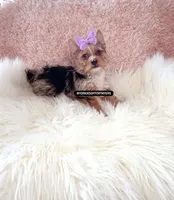 Beautiful Female - Traditional Merle - CKC , a female Yorkshire Terrier for sale in Labelle, FL – Photo 3 of 5