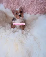 Beautiful Small Female - Merle - CKC , a female Yorkshire Terrier for sale in Labelle, FL – Photo 5 of 10