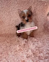 Beautiful Merle - Female - Ready , a female Yorkshire Terrier for sale in Labelle, FL – Photo 3 of 5