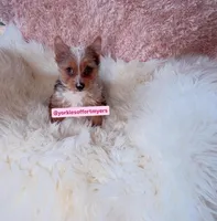 Beautiful Small Female - Merle - CKC , a female Yorkshire Terrier for sale in Labelle, FL – Photo 3 of 10