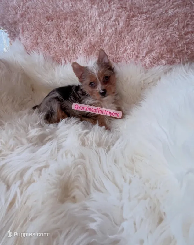 Beautiful Small Traditional Merle Female - CKC - 11weeks - Ready – Yorkshire Terrier puppy for sale in Labelle, FL