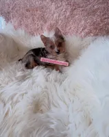 Beautiful Small Traditional Merle Female - CKC - 11weeks - Ready, a female Yorkshire Terrier for sale in Labelle, FL – Photo 1 of 10