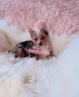 Beautiful Small Traditional Merle Female - CKC - 11weeks - Ready, a female Yorkshire Terrier for sale in Labelle, FL – Photo 4 of 10