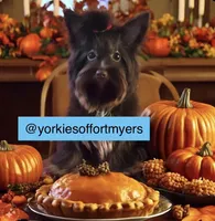 Beautiful Small Female - Traditional Merle - Yorkie - CKC , a female Yorkshire Terrier for sale in Labelle, FL – Photo 8 of 8