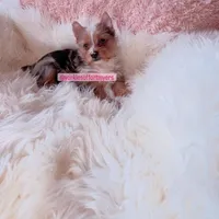 Beautiful Female - Traditional Merle - CKC , a female Yorkshire Terrier for sale in Labelle, FL – Photo 4 of 5