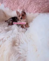 Beautiful Small Female - Merle - CKC , a female Yorkshire Terrier for sale in Labelle, FL – Photo 1 of 10