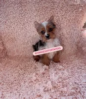 Beautiful Merle - Female - Ready , a female Yorkshire Terrier for sale in Labelle, FL – Photo 4 of 5