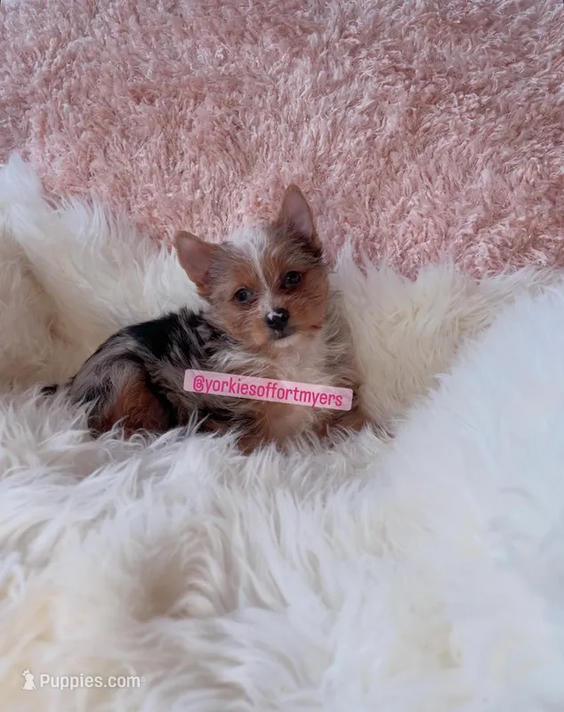 Beautiful Female - Traditional Merle - CKC  – Yorkshire Terrier puppy for sale in Labelle, FL