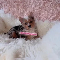 Beautiful Female - Traditional Merle - CKC , a female Yorkshire Terrier for sale in Labelle, FL – Photo 1 of 5