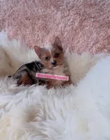 Beautiful Small Female - Merle - CKC , a female Yorkshire Terrier for sale in Labelle, FL – Photo 9 of 10