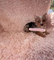 Beautiful Merle - Female - Ready , a female Yorkshire Terrier for sale in Labelle, FL – Photo 5 of 5