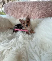 Beautiful Female - Traditional Merle - CKC , a female Yorkshire Terrier for sale in Labelle, FL – Photo 5 of 5