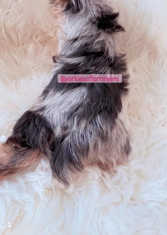 Beautiful Small Female - Merle - CKC 