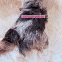 Beautiful Female - Traditional Merle - CKC , a female Yorkshire Terrier for sale in Labelle, FL – Photo 2 of 5