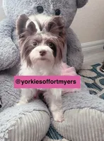 Beautiful Small Female - Traditional Merle - Yorkie - CKC , a female Yorkshire Terrier for sale in Labelle, FL – Photo 3 of 8