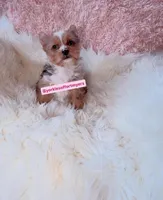 Beautiful Small Female - Merle - CKC , a female Yorkshire Terrier for sale in Labelle, FL – Photo 8 of 10