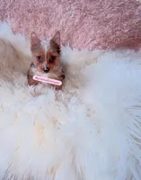 Beautiful Small Traditional Merle Female - CKC - 11weeks - Ready, a female Yorkshire Terrier for sale in Labelle, FL – Photo 5 of 10