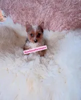 Beautiful Small Female - Merle - CKC , a female Yorkshire Terrier for sale in Labelle, FL – Photo 7 of 10