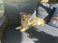 Golden yorkie, a male Yorkshire Terrier for sale in Fort Lauderdale, FL – 5 of 5