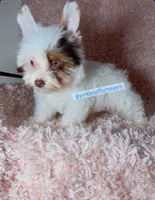 Beautiful PartiChocolate - Light Eyes, a male Yorkshire Terrier for sale in Labelle, FL – 3 of 9