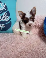 Beautiful PartiChocolate male, a male Yorkshire Terrier for sale in Labelle, FL – 2 of 6