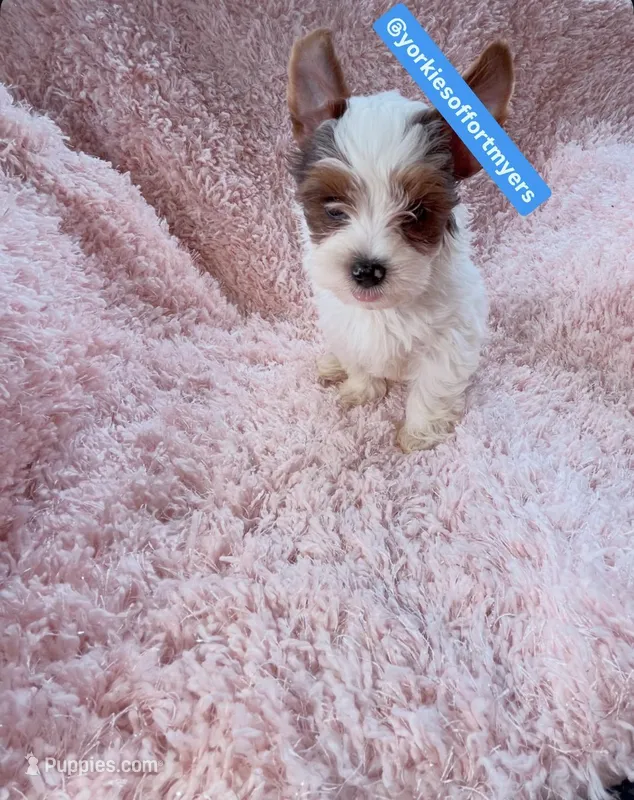 Male yorkie – Yorkshire Terrier puppy for sale in Labelle, FL