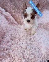 Male yorkie, a male Yorkshire Terrier for sale in Labelle, FL – 1 of 5