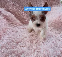 Male yorkie, a male Yorkshire Terrier for sale in Labelle, FL – 4 of 5