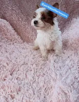 Male yorkie, a male Yorkshire Terrier for sale in Labelle, FL – 5 of 5