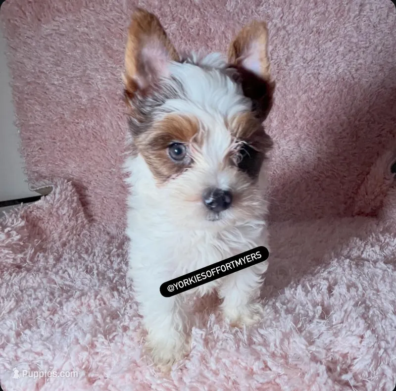 Beautiful Biro PartiColor - Male - CKC – Yorkshire Terrier puppy for sale in Labelle, FL
