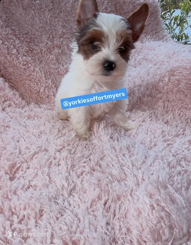 Beautiful Biro PartiColor - Male – Yorkshire Terrier puppy for sale in Labelle, FL