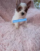 Male yorkie, a male Yorkshire Terrier for sale in Labelle, FL – 2 of 5