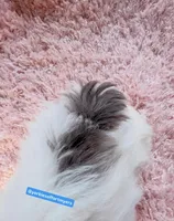 Male yorkie, a male Yorkshire Terrier for sale in Labelle, FL – 3 of 5