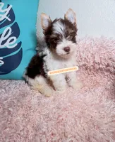 Beautiful teacup PartiChocolate boy , a male Yorkshire Terrier for sale in Labelle, FL – 2 of 5