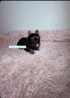 Beautiful Yorkie Male, a male Yorkshire Terrier for sale in Labelle, FL – 2 of 7