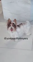 Beautiful small PartiChocolate Male 1, a male Yorkshire Terrier for sale in Labelle, FL – 8 of 9