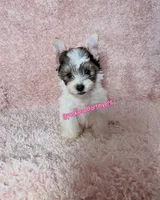 Beautiful PartiColor Female , a female Yorkshire Terrier for sale in Labelle, FL – 3 of 8