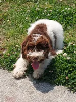 Mini labradoodle (parti), a male Labradoodle for sale in Jacksonville, NC – 2 of 5