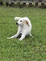 Falkor, a male Miniature Labradoodle for sale in Jacksonville, NC – 6 of 10