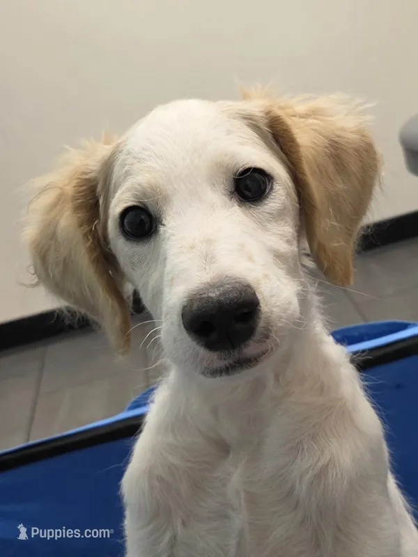Falkor – Miniature Labradoodle puppy for sale in Jacksonville, NC
