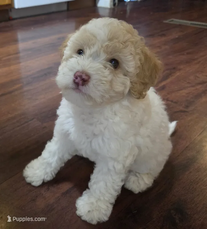 Lulu (mini) – Miniature Labradoodle puppy for sale in Jacksonville, NC
