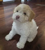 Lulu (mini), a female Miniature Labradoodle for sale in Jacksonville, NC – 1 of 4