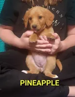 Mini labradoodle (yellow), a female Labradoodle for sale in Jacksonville, NC – Photo 1 of 2