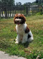 Mini labradoodle (parti), a male Labradoodle for sale in Jacksonville, NC – 3 of 5
